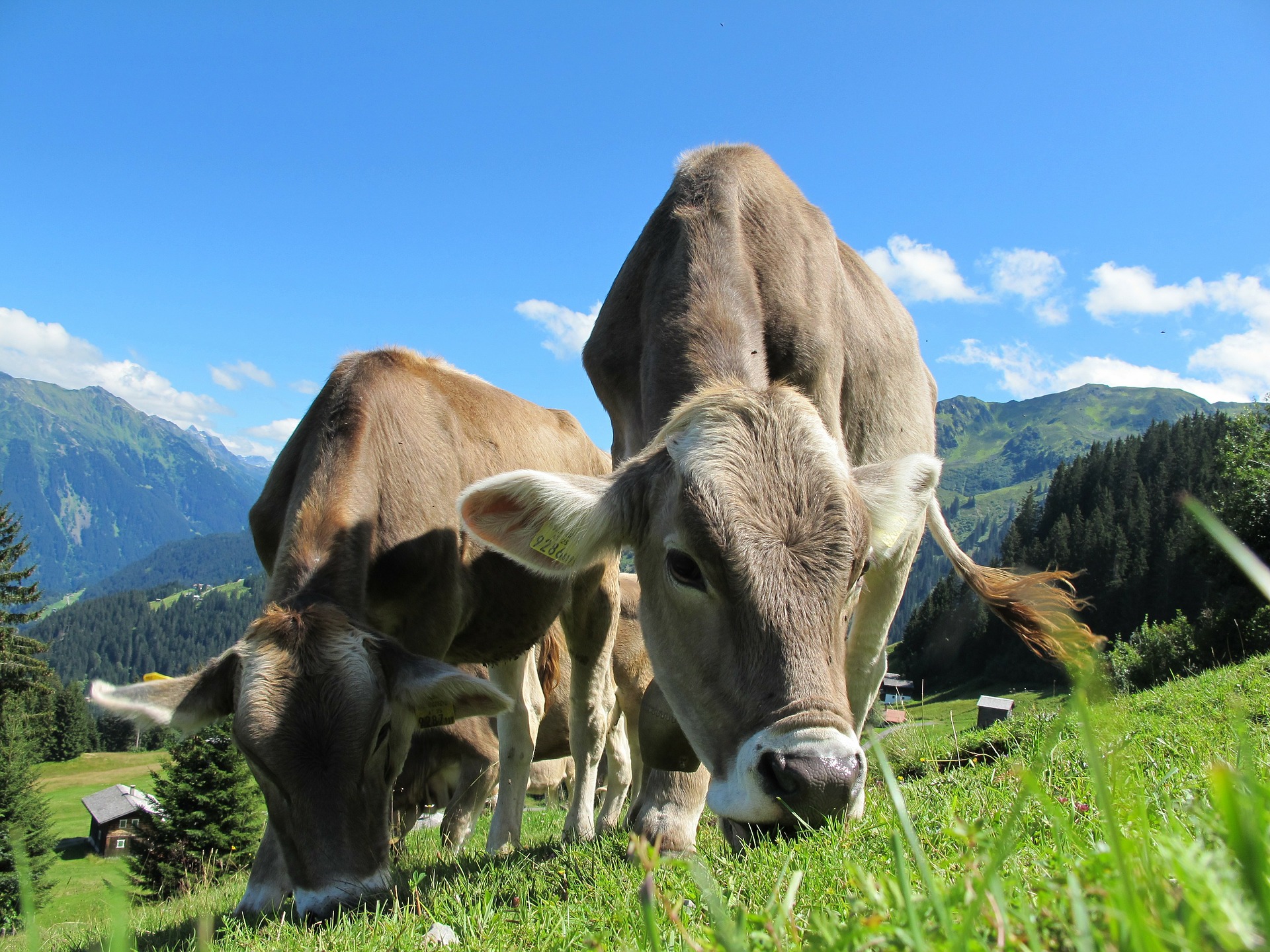 Ingolf Derkow und das Bergwandern Alpen cows-cow-203460_1920