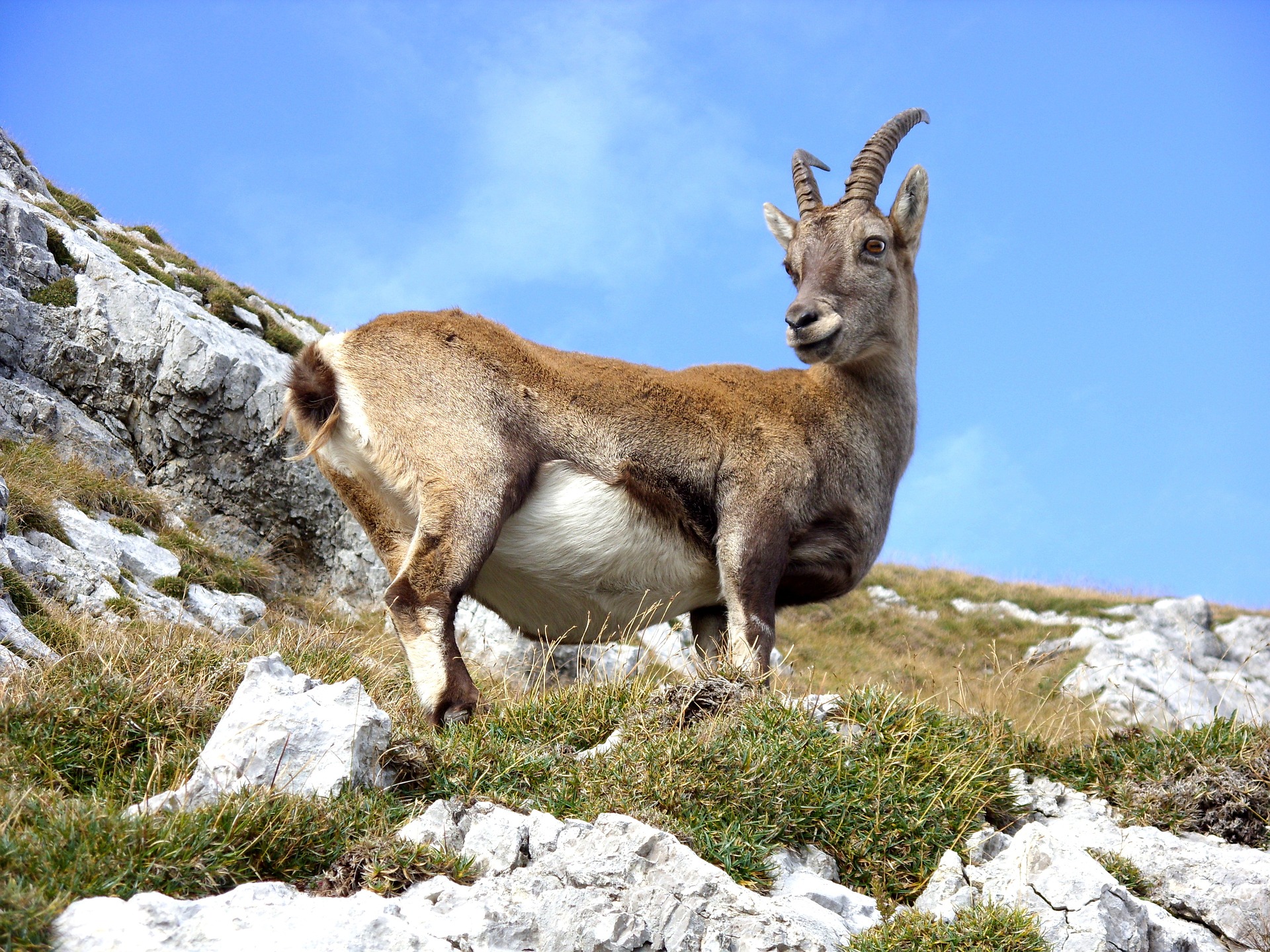 Ingolf Derkow und das Bergwandern Alpen Bergziege