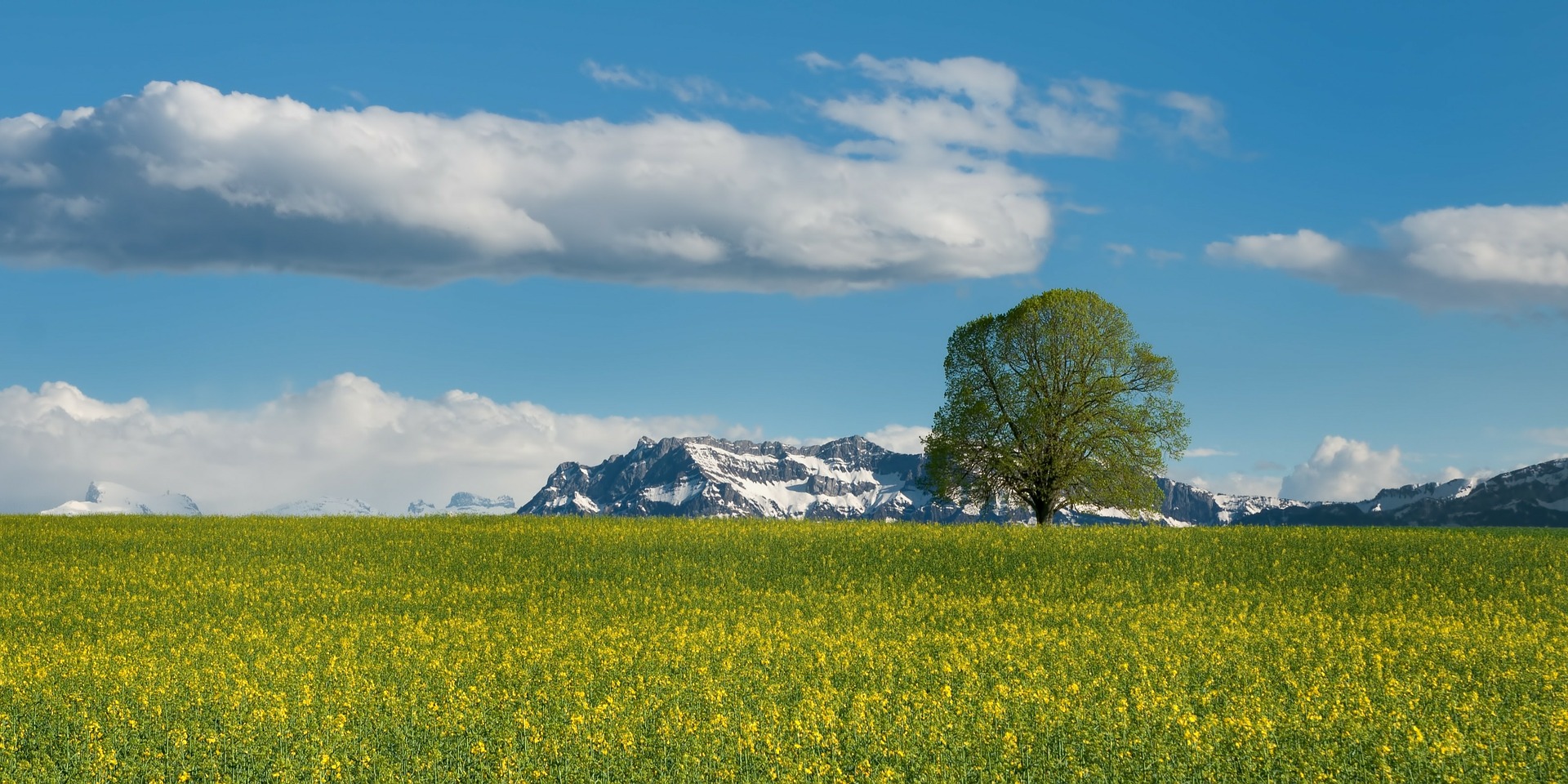 Ingolf Derkow und das Bergwandern AlpenBaum