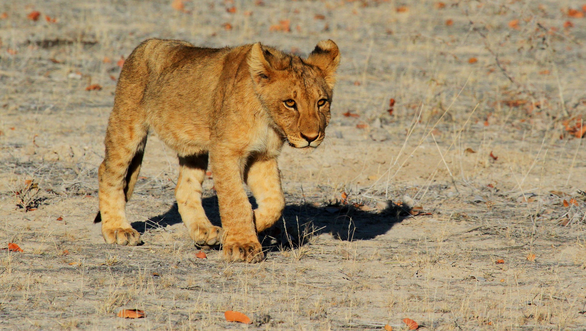 Afrika Tierarten Löwe